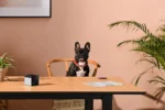 1434400-Augintinių-stebėjimo-kamera-Petcube-Play-2-8