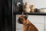 1434404-Augintinių-kamera-PETCUBE-Cam-5